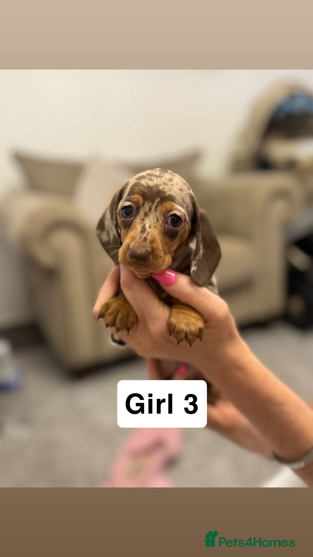 Miniature Dachshund dogs for sale: Stunning baby mini dachshunds  - Image 35