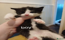 Mixed Breed cats for sale: Sweet kittens ready for their new homes! - Image 3
