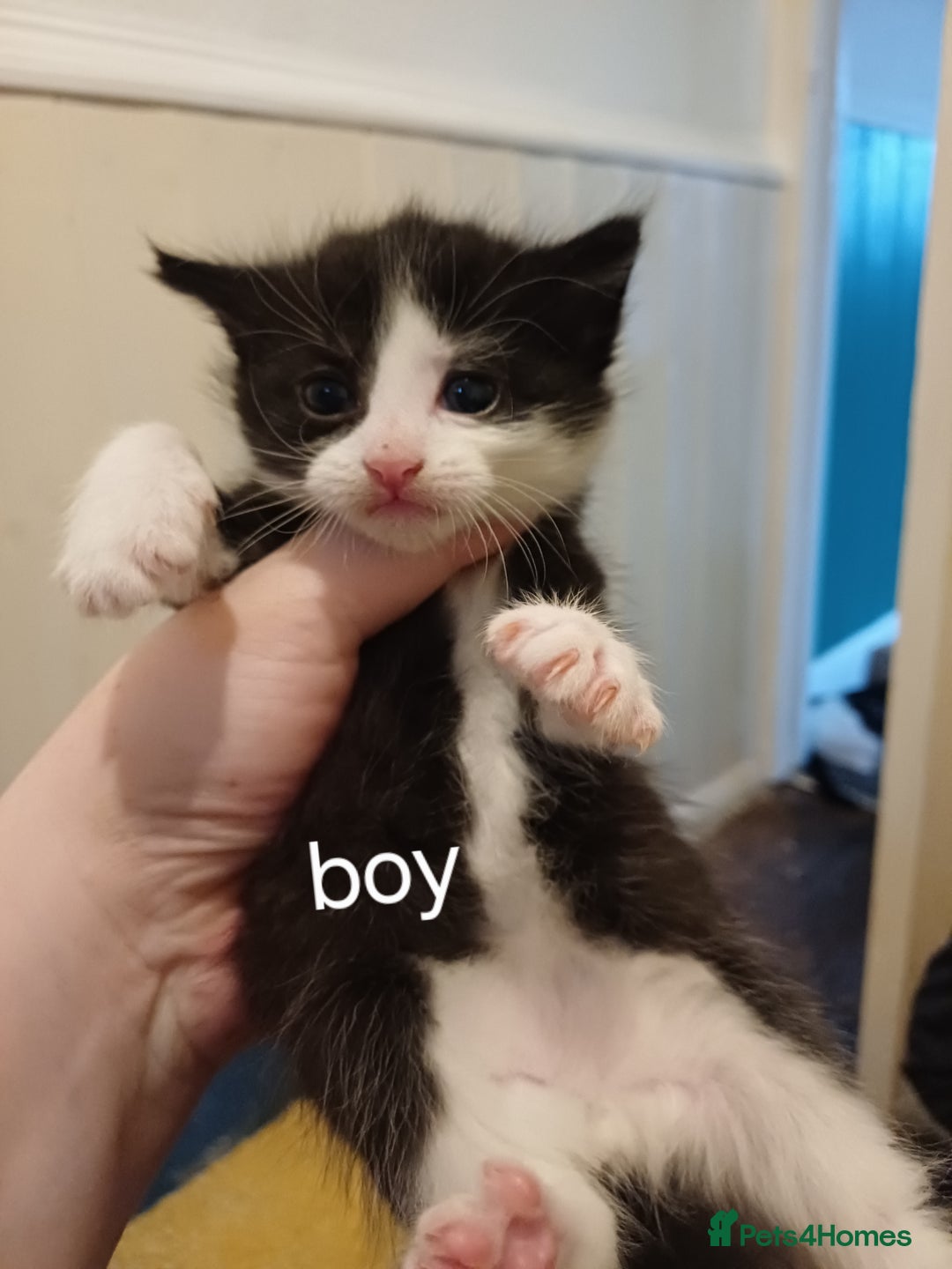 Mixed Breed cats for sale: Sweet kittens ready for their new homes! - Image 3