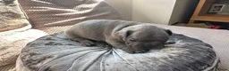 French Bulldog dogs for sale: French Bulldog Puppies - Advert 37