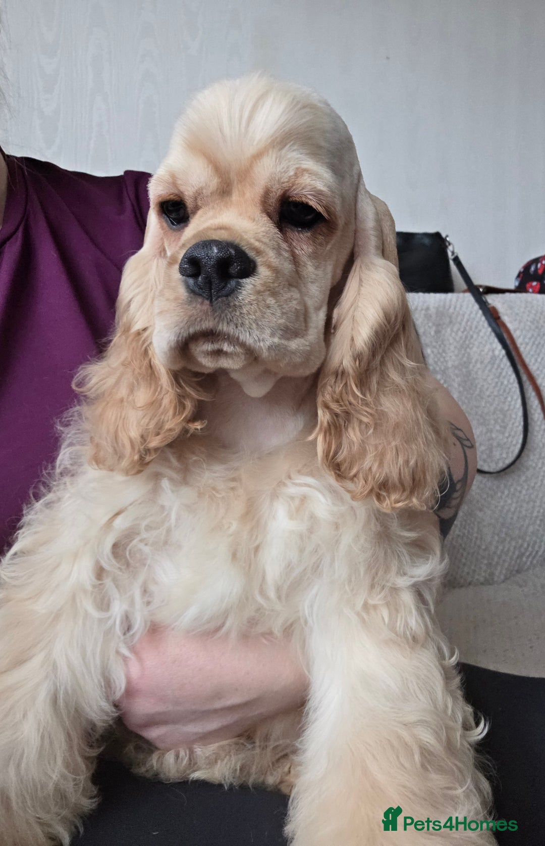 American Cocker Spaniel dogs for sale: Stunning Anerican Cocker spaniels girl - Advert 32