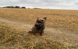 Mixed Breed dogs for sale: 1 year old dog needs rehoming  - Image 3