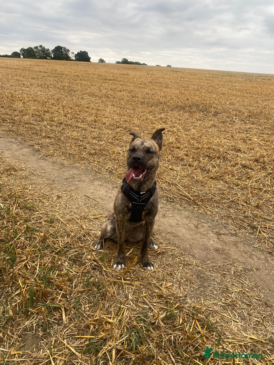 Mixed Breed dogs for sale: 1 year old dog needs rehoming  - Image 3