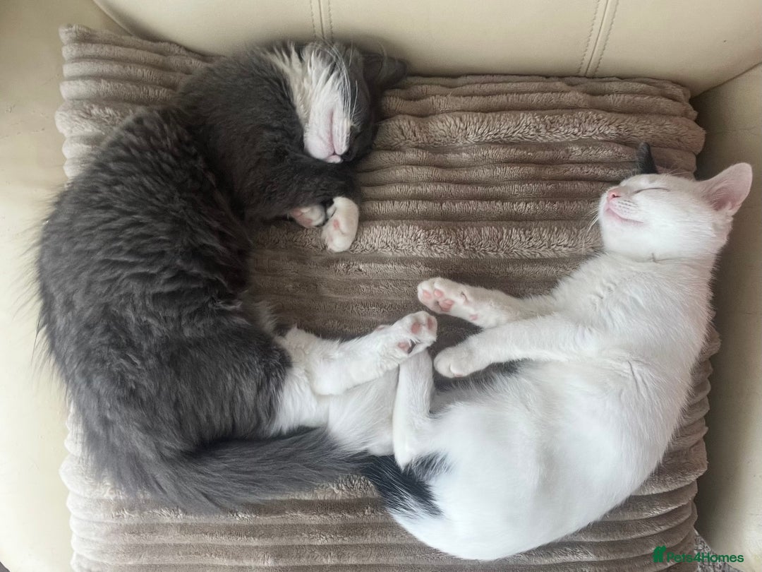 Mixed Breed cats for sale: ❤️*Blue/white & black/white friendly kittens*❤️ - Image 33