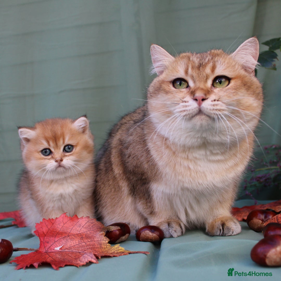 British Shorthair cats for sale: Cuddly golden girl ready now  - Advert 2