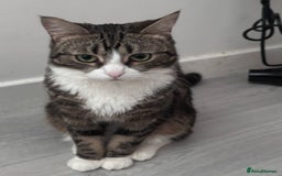 British Shorthair cats for sale: Adorable kitten  - Image 5