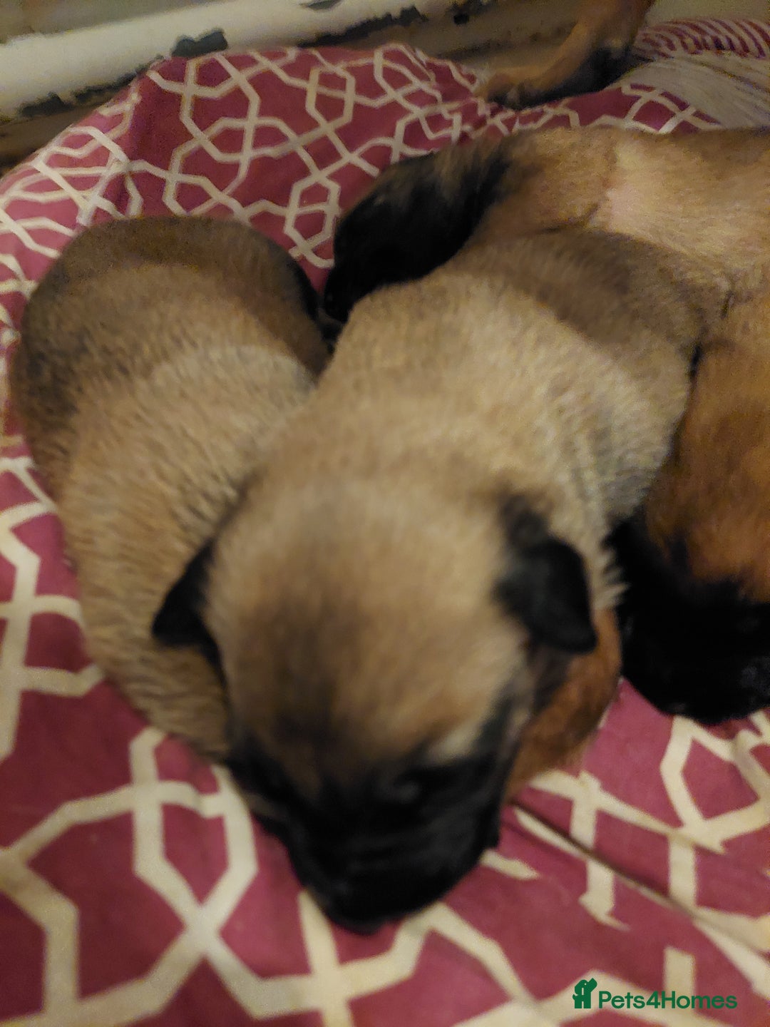 Belgian Shepherd Dog dogs for sale: Xl Belgium malinois pups dad kc regged  - Image 3