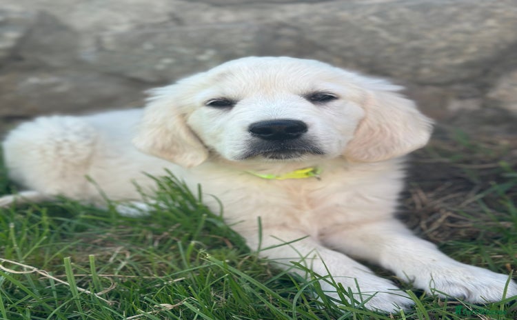 Golden Retriever dogs - Advert 13