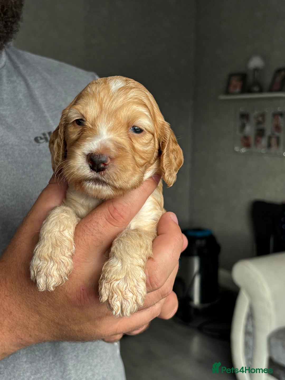 Cockapoo dogs for sale: OUTSTANDING FB1 COCKAPOOS - Image 12