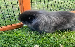 Mini Lop rabbits for sale: Male mini lop babies READY TO LEAVE  - Image 29