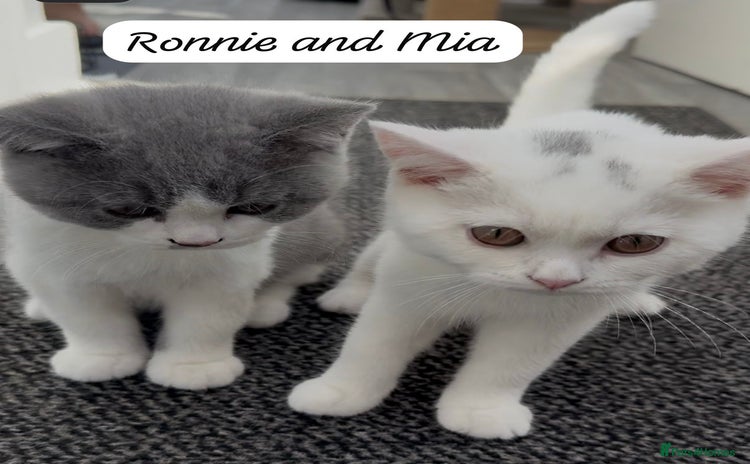 British Shorthair cats - Advert 7