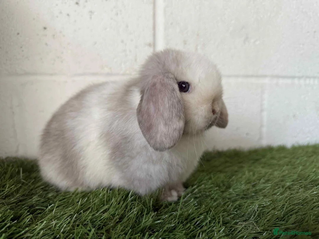 Gallery Image {{count}}