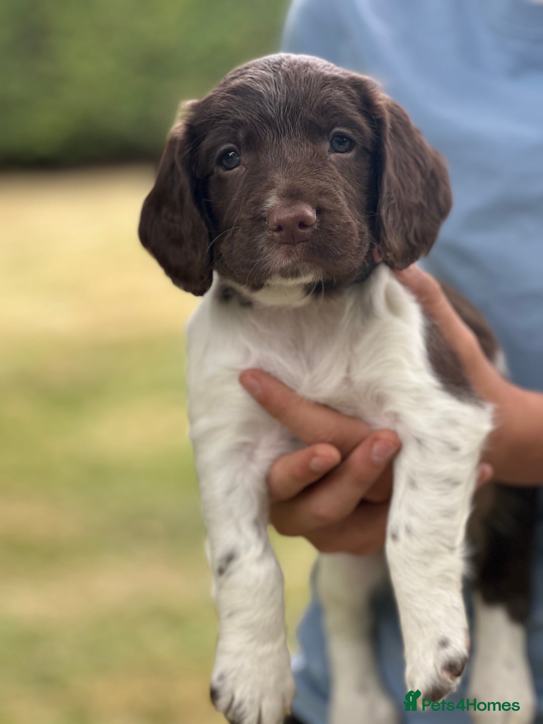 English Springer Spaniel dogs for sale: Springer spaniel puppies  - Image 19
