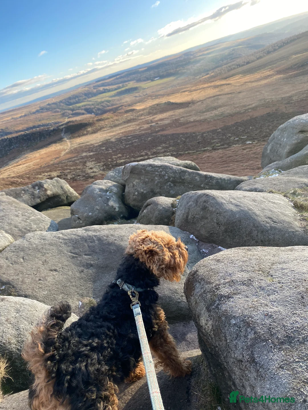 Welsh Terrier dogs for sale: PLL clear, Stunning KC reg Welsh Terrier Puppies - Advert 12