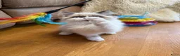 Selkirk Rex cats for sale: Two kittens left  - Advert 9