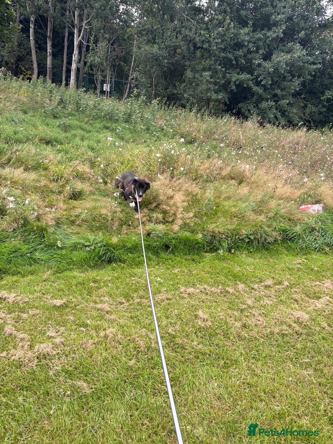 Mixed Breed dogs for sale: Mix bread dog for sale  - Image 4