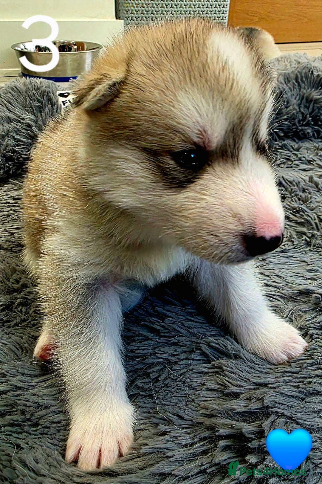 Siberian Husky dogs for sale: Siberian Husky Puppies - Image 6