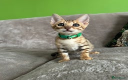 Bengal cats for sale: Gorgeous Pure Bengal Kittens Ready To Go! ❤️ - Image 15