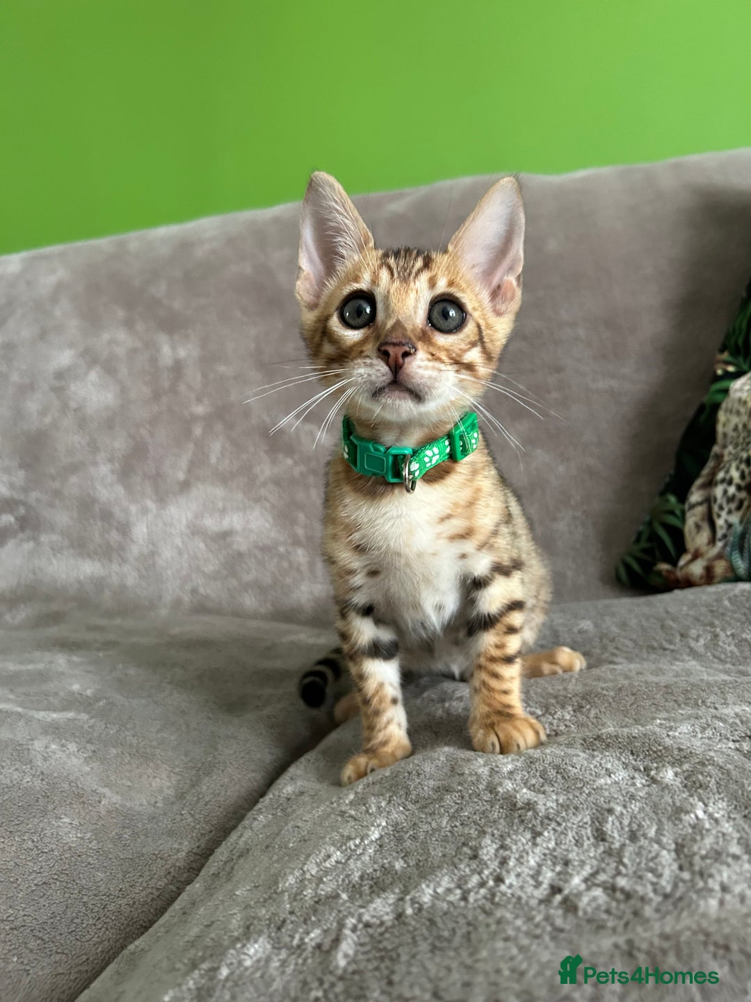 Bengal cats for sale: Gorgeous Pure Bengal Kittens Ready To Go! ❤️ - Image 15