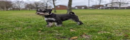 Miniature Schnauzer dogs for stud: KC reg miniature schnauzer for stud  in Liverpool - Advert 7