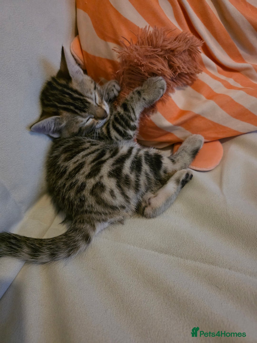 Bengal cats for sale: Beautiful bengal cross kittens - Advert 9