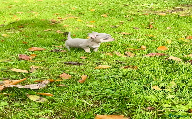 Chihuahua dogs for sale - Advert 1