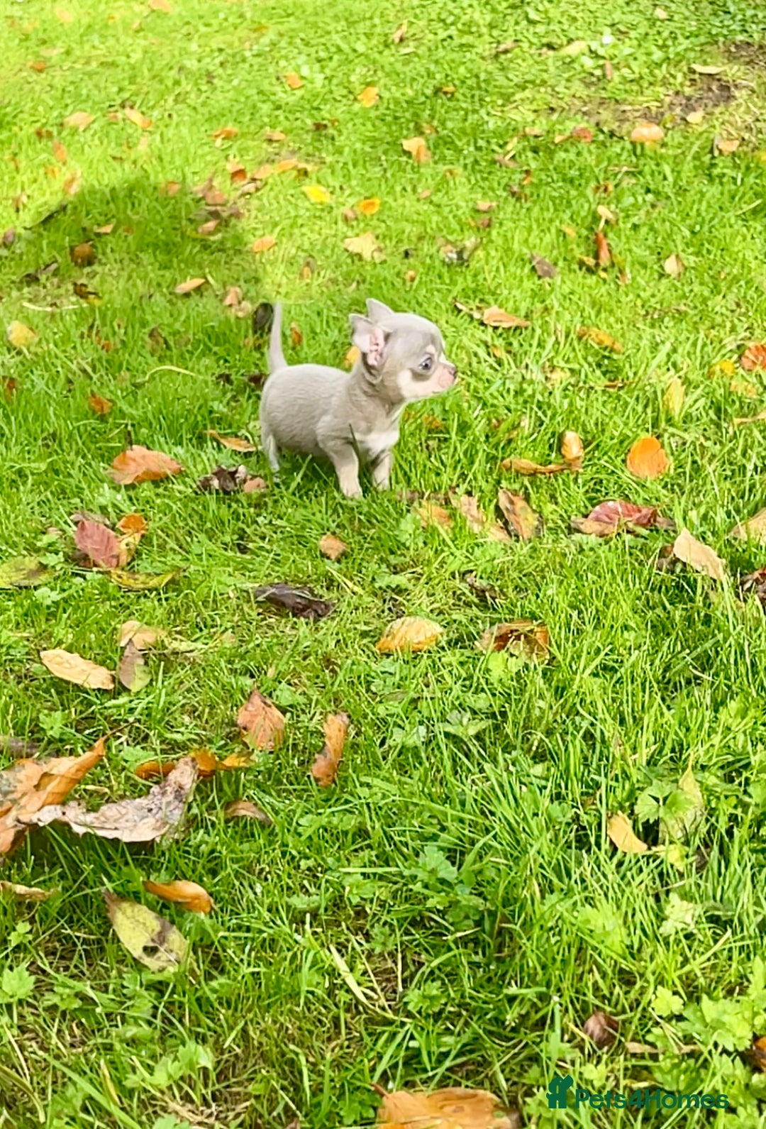 Chihuahua dogs for sale: Stunning KC Chihuahua puppies 🇬🇧 bloodlines - Image 1