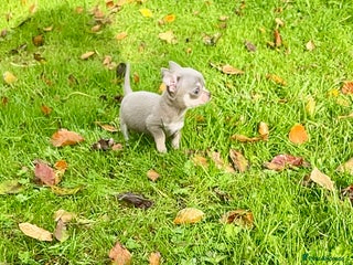 Chihuahua dogs - Advert 4