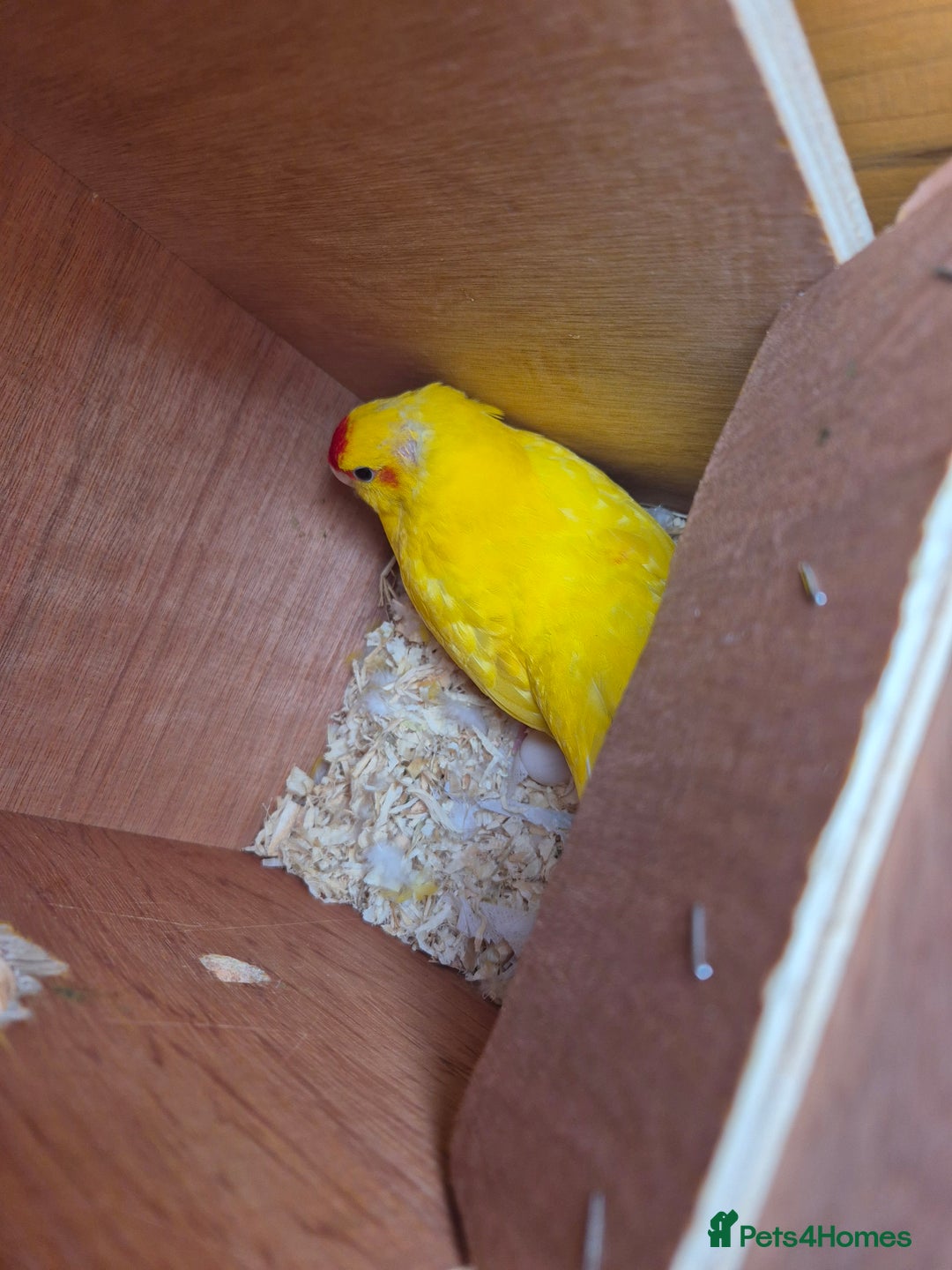 Parakeets birds for sale: Kakariki Parakeets  - Image 12