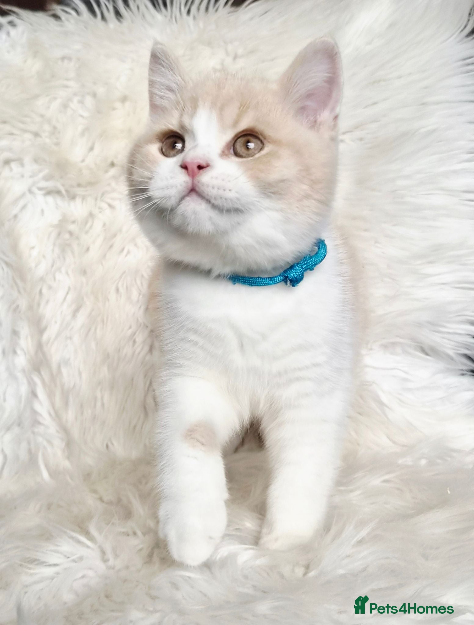 British Shorthair cats Gorgeous British shorthair kittens  - Advert 1