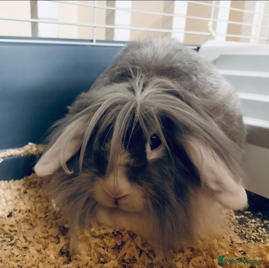 Lionhead rabbits for sale: Lionhead rabbit  - Advert 1