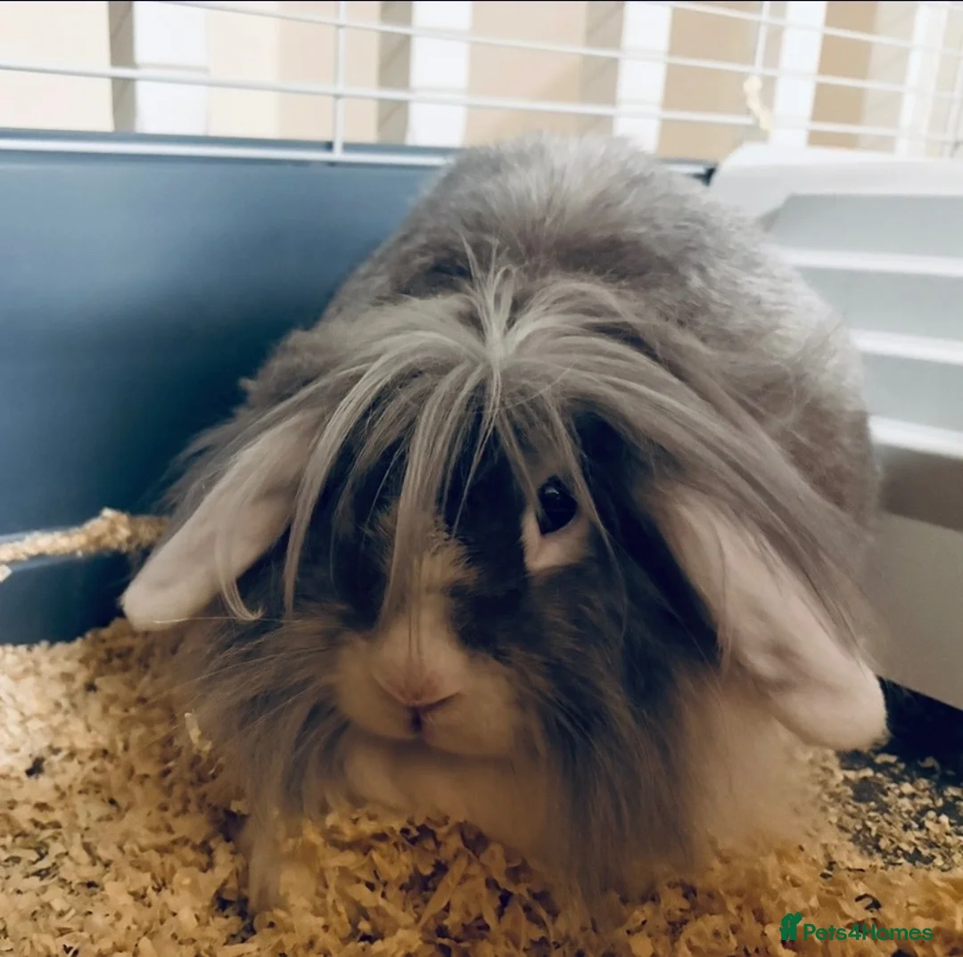 Lionhead rabbits for sale: Lionhead rabbit  in Walsall - Advert 1