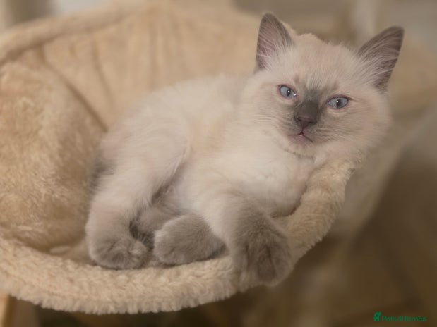 Ragdoll cats - Advert 4