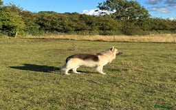 German Shepherd dogs for stud: silver sable, proven, health tested, kc reg. in Royston - Image 3