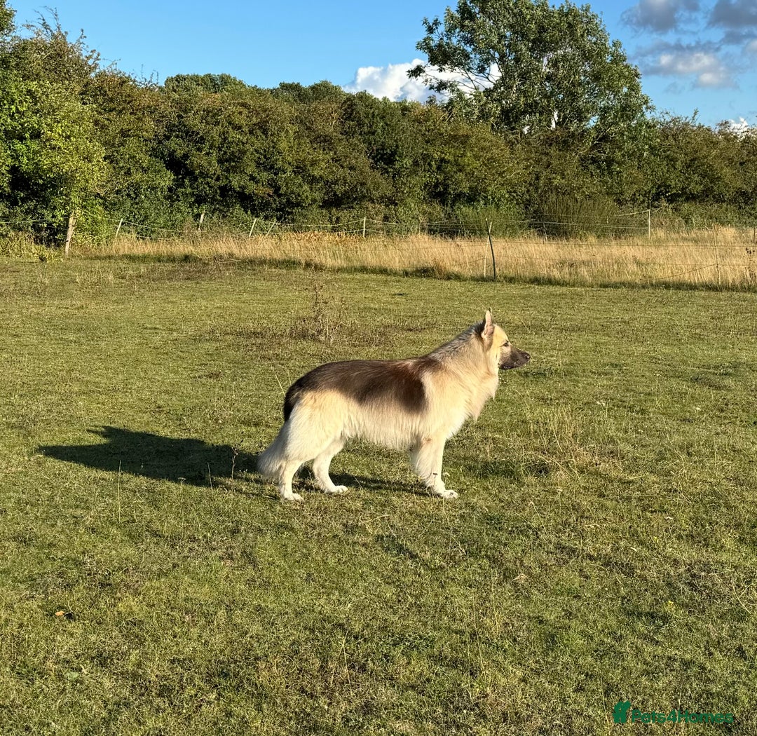 German Shepherd dogs for stud: silver sable, proven, health tested, kc reg. in Royston - Image 3