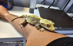 Gecko reptiles for sale: Crested gecko - pending collection - Image 1