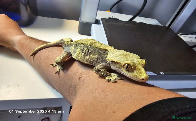 Gecko reptiles - Advert 8