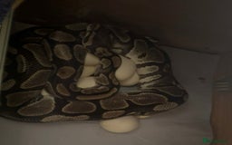 Python Snake reptiles for sale: Baby ball pythons for sale  - Image 10