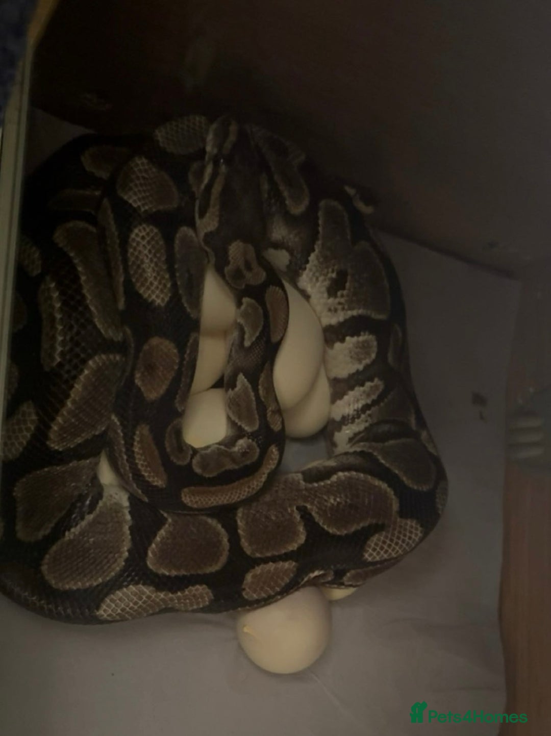 Python Snake reptiles for sale: Baby ball pythons for sale  - Image 10