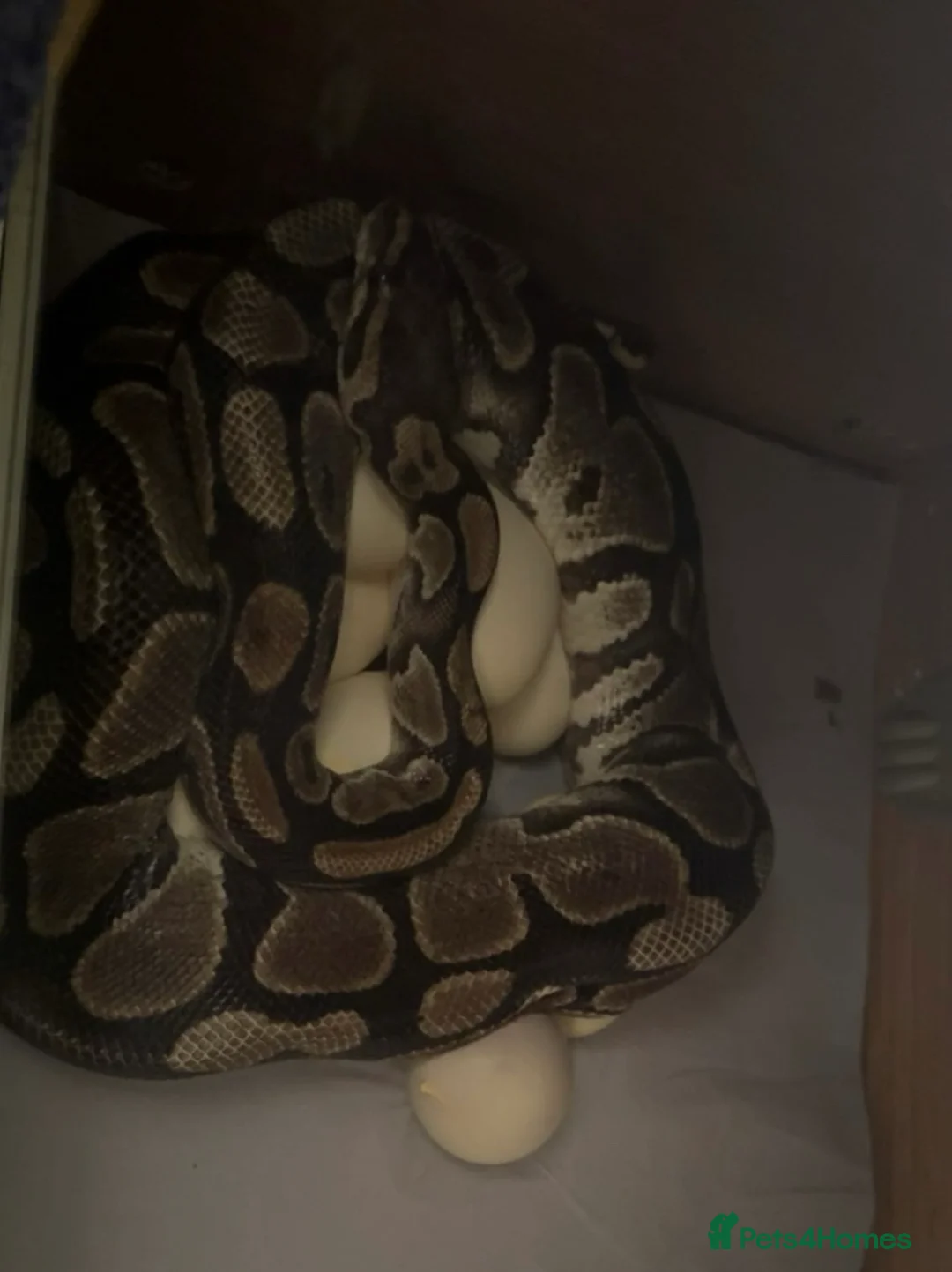 Python Snake reptiles for sale: Baby ball pythons for sale  - Advert 10