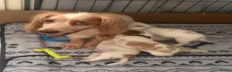 Cocker Spaniel dogs for sale: Beautiful cocker spaniel puppies  - Advert 13