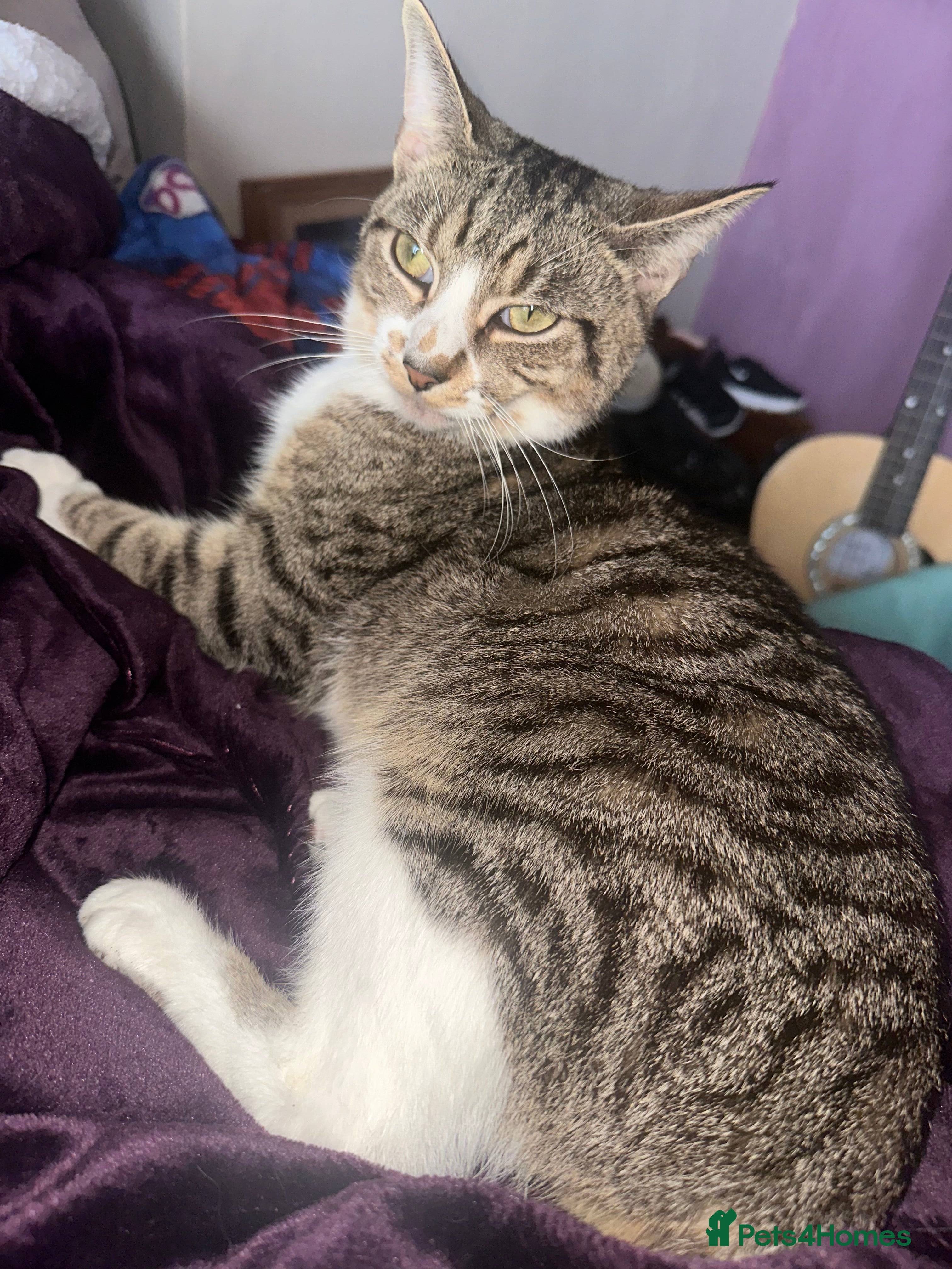 Mixed Breed cats Tabby male cat (Desmond)  - Advert 3