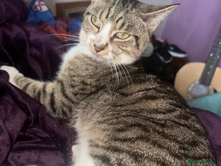 Mixed Breed cats Tabby male cat (Desmond) - Advert 3