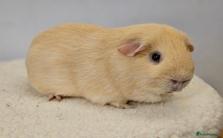 Guinea Pig rodents for sale - Advert 2