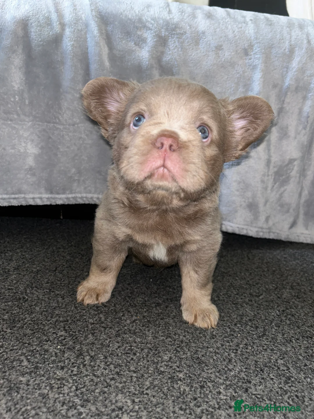 French Bulldog dogs for sale: NewShade Fluffy Frenchies💖💙 - Advert 3