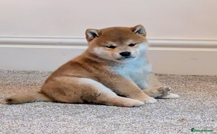 Japanese Shiba Inu dogs Japanese shiba inu - Advert 1