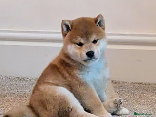 Japanese Shiba Inu dogs Japanese shiba inu - Advert 4