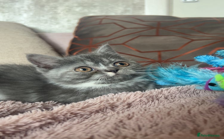 Exotic cats - Advert 1