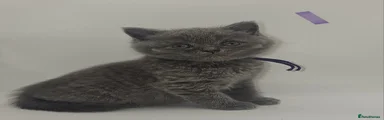 British Shorthair Kitten 2