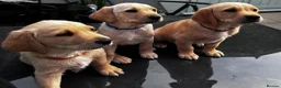 Goldador dogs for sale: Stunning Goldador puppies  - Advert 22